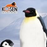 KOESEN ҡϹڥ󥮥 () 6020