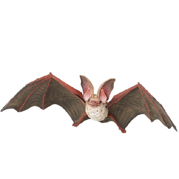 ウサギコウモリ Brown Long Eared Bat Japaneseclass Jp