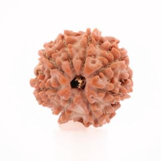 ̥ɥ顼㡦ӡʥͥѡ뻺19.3mm x 18.5mm x 15.9mm