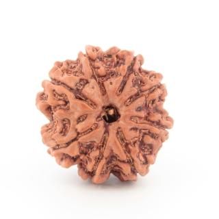 ̥ɥ顼㡦ӡʥͥѡ뻺21.0mm x 18.0mm x 16.7mm