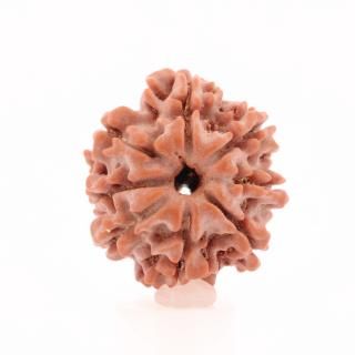 ̥ɥ顼㡦ӡʥͥѡ뻺18.9mm x 17.3mm x 16.7mm