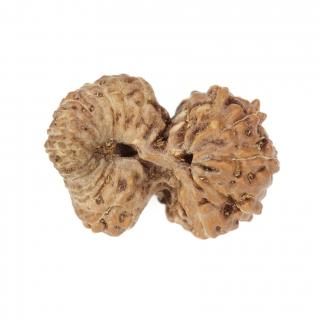 【10/5までの出品】ルドラクシャ1面～14面+ガウリーシャンカラ+ガネーシャ 10/5までの出品】ルドラクシャ1面～14面+ガウリーシャンカラ+