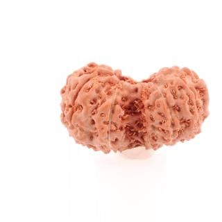 ꡼󥫥顦ɥ顼㡦ӡʥﻺ18.8mm x 11.0mm x 13.7mm