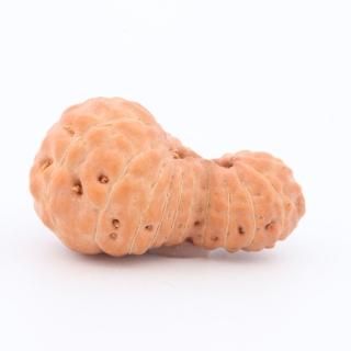 ガウリーシャンカラ・ルドラークシャ・ビーズ - スピリチュアル