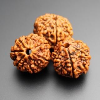 ルドラークシャ・ビーズ 7面（ネパール産） - スピリチュアル