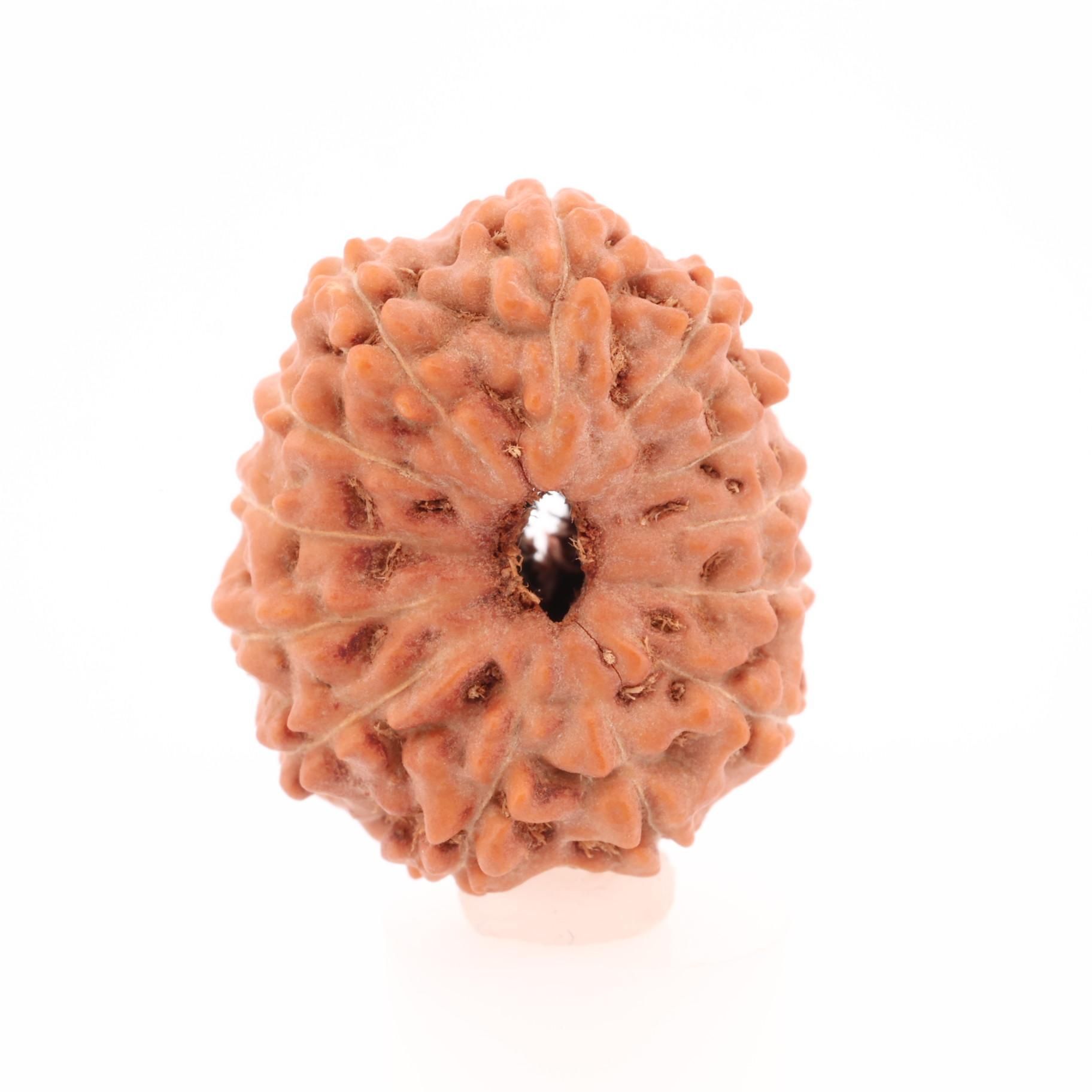 ✰︎‪ 琥珀 ✰ ✰︎ ルドラクシャマーラー　トップ13ムキ 41K3l6JkjDL._AC_UY1000_.jpg