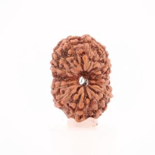 14̥ɥ顼㡦ӡʥﻺ16.7mm x 11.5mm x 11.6mm