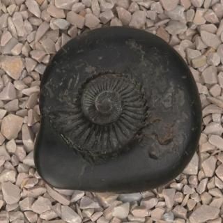 륷ʡޡ㡦㡼饰顼ޡ106gˡʼȯʡ