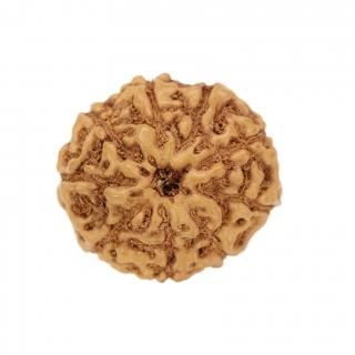 ̥ɥ顼㡦ӡʥﻺ19.4mm x 17.7mm x 15.0mm