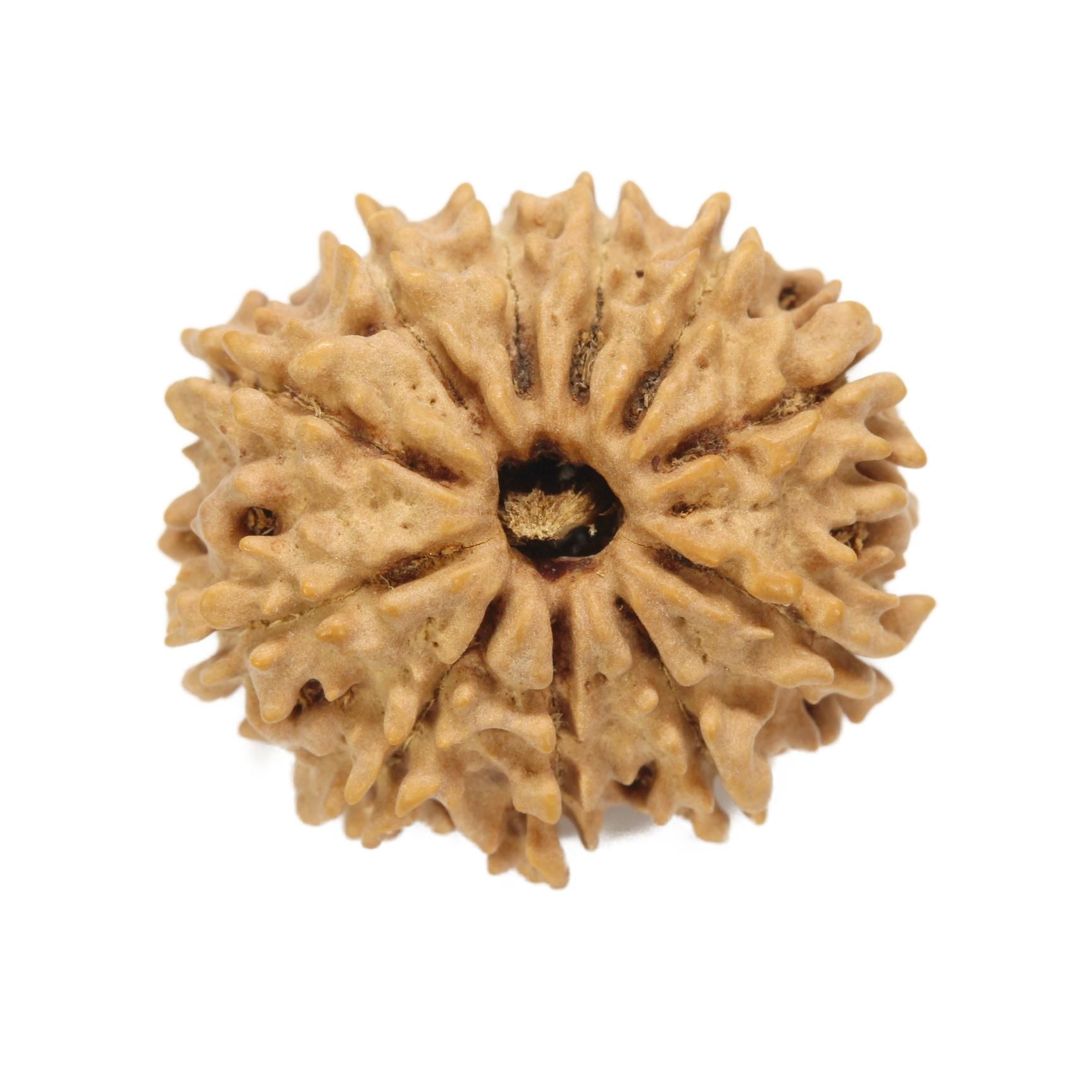 15面ルドラクシャ　ネパール産 11面ルドラークシャ・ビーズ（ネパール産、22.7mm x 21.3mm x