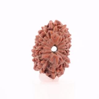 14̥ɥ顼㡦ӡʥﻺ14.1mm x 9.6mm x 9.4mm