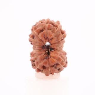 15̥ɥ顼㡦ӡʥﻺ13.6mm x 9.0mm x 7.7mm