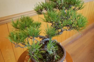 盆栽 『黒松』 インテリア 観葉植物 園芸 ガーデニング 送料無料 b184 imgrc0093761726.jpg