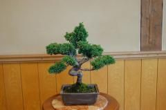 真柏の盆栽【龍の浮雲】 - あいあいパーク 趣味 園芸用品