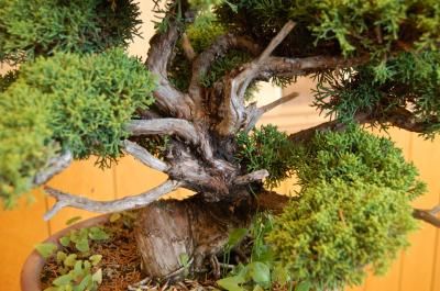 真柏の盆栽【龍雲の華】 - あいあいパーク 趣味 園芸用品