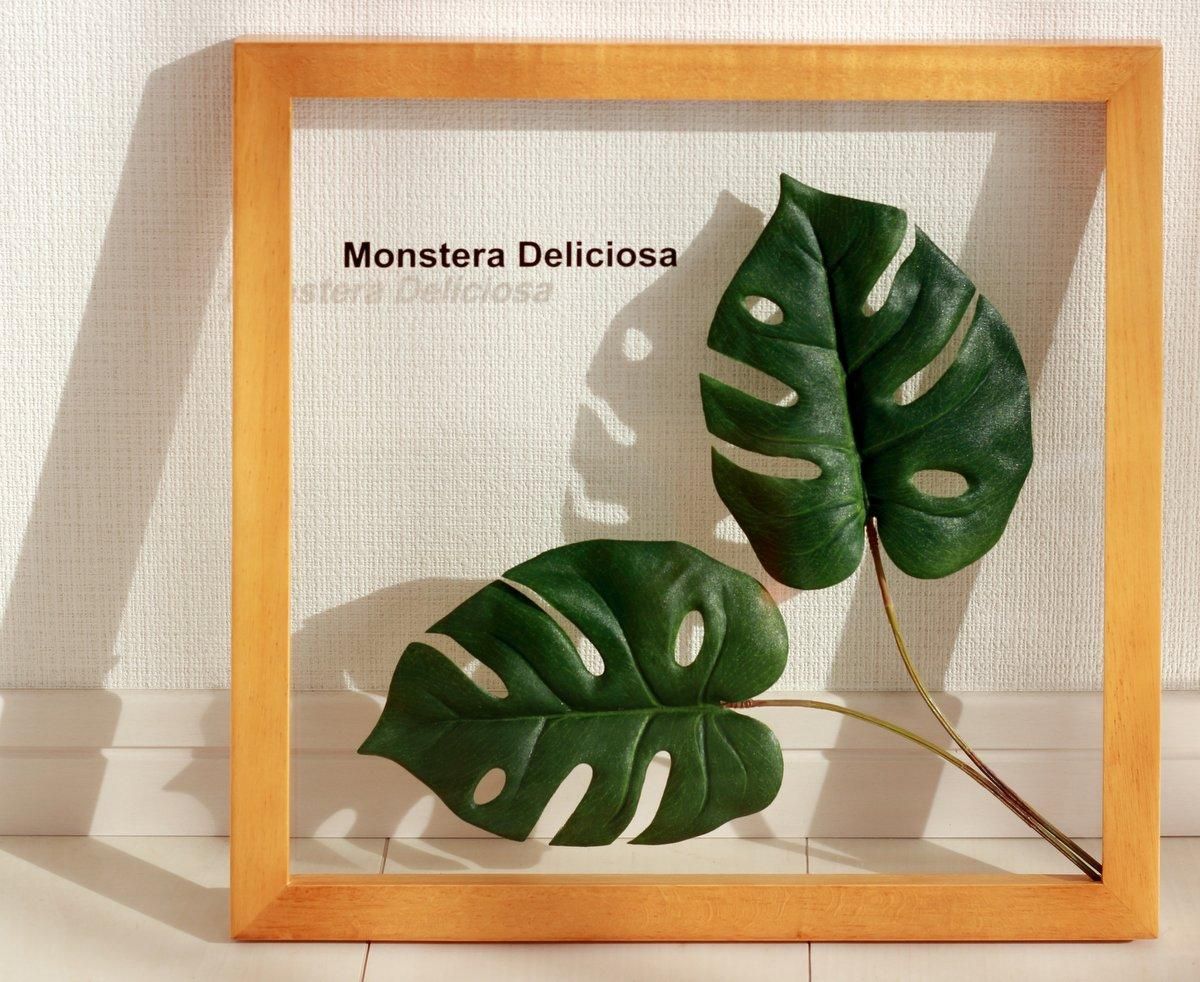 リーフパネル》Forest Deco Monstera Deliciosa2(モンステラ