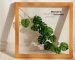 ԥ꡼եѥͥForest Deco Monstera Deliciosa3(󥹥ƥ ǥꥷ)ʥե졼