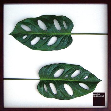 リーフパネル Monstera Friedrichsthalii モンステラ マドカズラ 絵画や壁掛け販売 日本唯一の風景専門店 R あゆわら