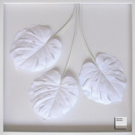 《リーフパネル》Monstera deliciosa(モンステラ デリシオサ)