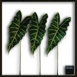 ԥ꡼եѥͥAlocasia Amazonica( ޥ˥)