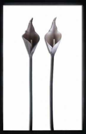 《リーフパネル》Zantedeschia aethiopica(Calla/カラー)
