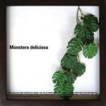 《リーフパネル》Monstera deliciosa(モンステラ デリシオサ)