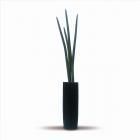Կ͹տʪ¤֡Sansevieria Stucky(󥻥٥ꥢå/)