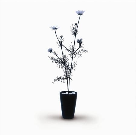 《人工観葉植物・造花》Cosmos Bipinnatus(コスモス/秋ざくら)