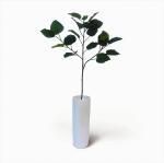Կ͹տʪ¤֡Ficus Umbellata(ե ٥顼)