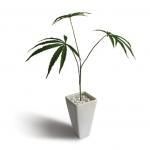 Կ͹տʪ¤֡Cannabis sativa(إ/)