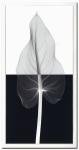 《X-Ray（X線）　アートフレーム》Calla Leaf II（カラーリーフ） Steven N.Meyers