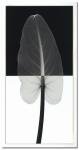 《X-Ray（X線）　アートフレーム》Calla Leaf I（カラーリーフ） Steven N.Meyers