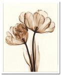 X-Ray(X)ȥե졼Parrot Tulips II(ѡåȺ餭塼å) Steven N.Meyers