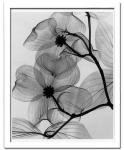 X-Ray(X)ȥե졼Dogwood Blossoms(ϥʥߥβ) Steven N.Meyers