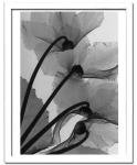 X-Ray(X)ȥե졼Cyclamen Study 4(Ĵ4) Steven N.Meyers