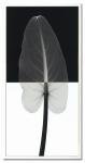 X-Ray(X)ȥե졼Calla Leaf I (oversize)(顼꡼) Steven N.Meyers