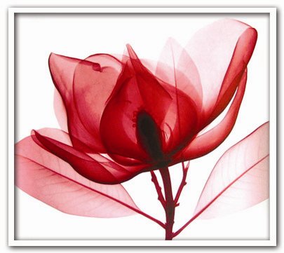 《X-Ray（X線）　アートフレーム》Red Magnolia（レッド　マグノリア） Steven N.Meyers