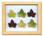ԥץȡȥե졼Grape Leaf(졼ץ꡼)