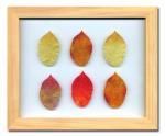 ԥץȡȥե졼Birch Leaf(С꡼)