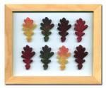 ԥץȡȥե졼Oak Leaf(꡼)