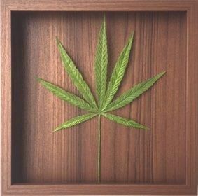 【リーフパネル】 カンナビス・サティバ 麻 大麻