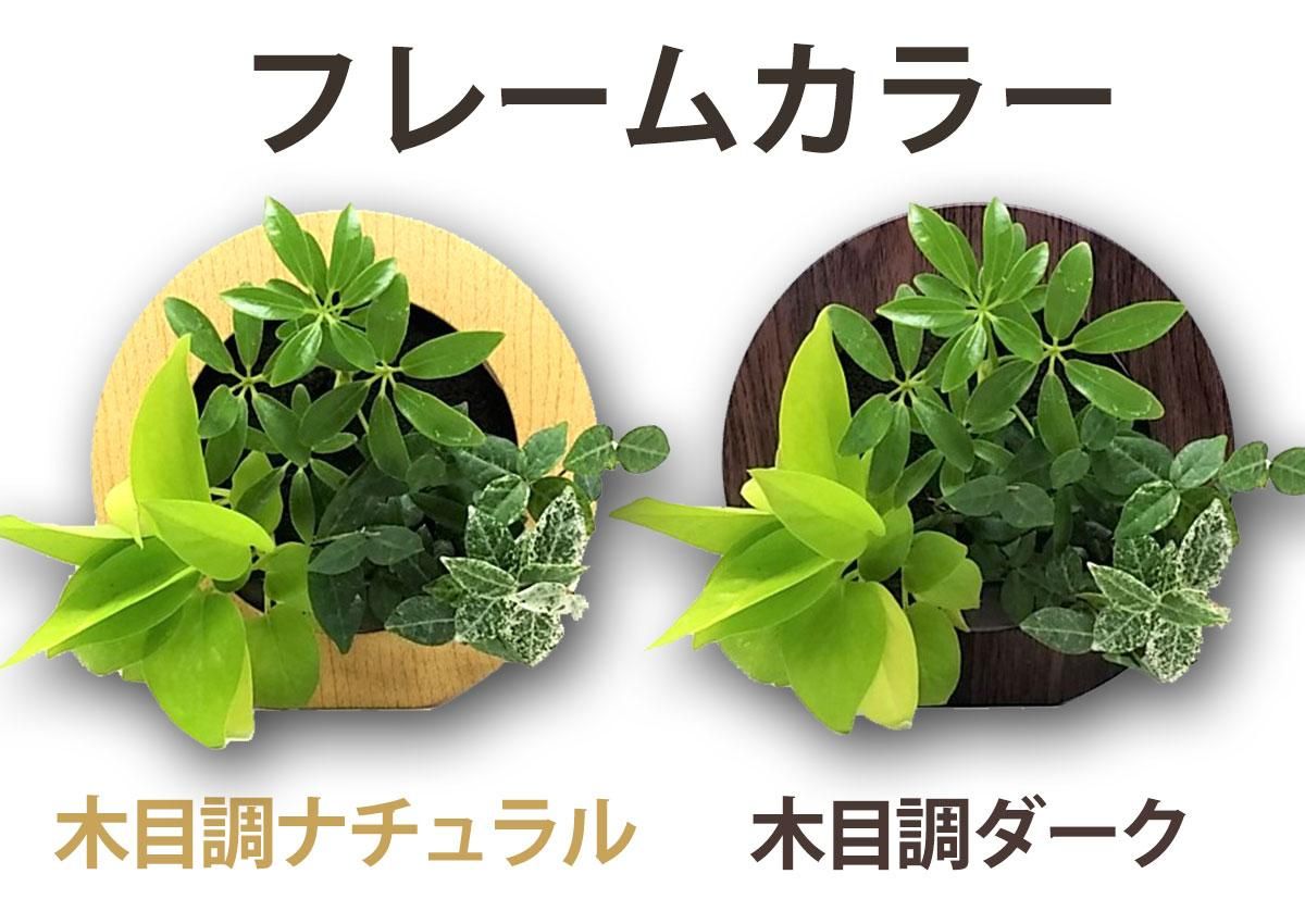 壁掛け観葉植物「ミドリエ」(壁面緑化)ラウンド型木目調グリーンフレーム 〜サントリー・トヨタの新提案〜 絵を飾るようにみどりを飾る