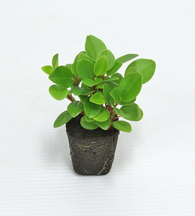 壁掛け観葉植物ミドリエ用交換苗 ペペロミアグラベラ サントリー トヨタの新提案 絵を飾るようにみどりを飾る 絵画や壁掛け販売 日本唯一の風景専門店 R あゆわら 壁掛け観葉植物ミドリエ用交換苗 ペペロミアグラベラ サントリー トヨタの新提案 絵を飾るようにみどりを飾る 絵画や壁掛け販売 日本唯一の風景専門店 R あゆわら
