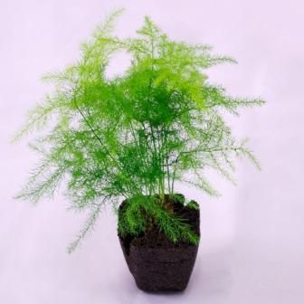 壁掛け観葉植物ミドリエ用交換苗 アスパラガスプルモーサス サントリー トヨタの新提案 絵を飾るようにみどりを飾る 絵画や壁掛け販売 日本唯一の風景専門店 R あゆわら 壁掛け観葉植物ミドリエ用交換苗 アスパラガスプルモーサス サントリー トヨタの新提案 絵を飾るようにみどりを飾る 絵画や壁掛け販売 日本唯一の風景専門店 R あゆわら