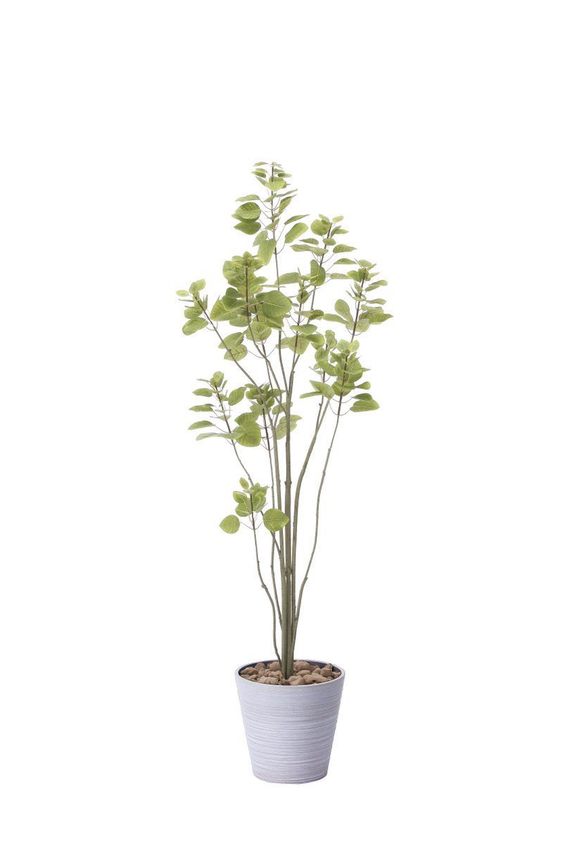 光触媒観葉植物】フィカスブランチツリー1.7〔フロアタイプ(ハイサイズ