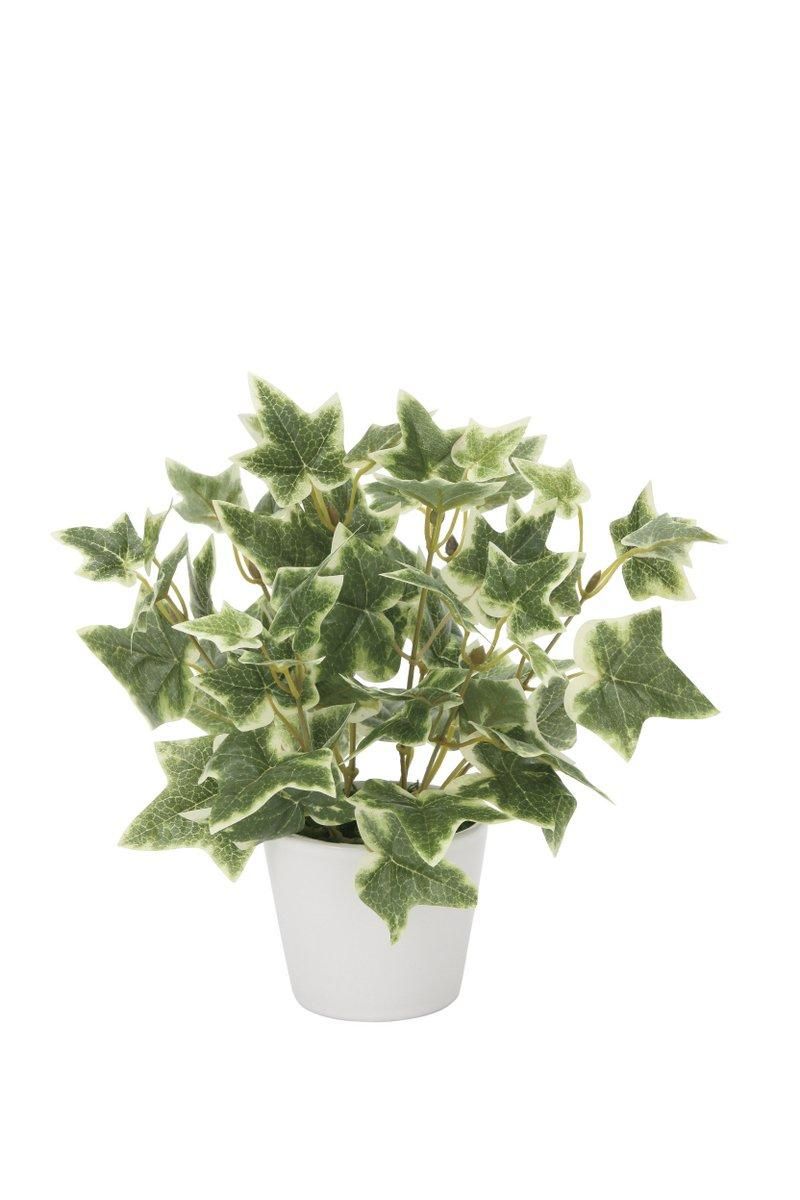 【光触媒観葉植物】斑入りアイビー〔テーブルタイプ〕/光触媒 観葉植物 ウンベラータ フェイクグリーン 花 胡蝶蘭 開店祝い 開業祝い 誕生祝い 造花 アートフレーム おしゃれ