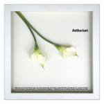 《フラワーフレーム》F-style Frame Anthurium /White II（アンスリウム/ホワイト2）