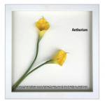 《フラワーフレーム》F-style Frame Anthurium /yellow（アンスリウム/イエロー）