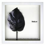 ԥ꡼եȡF-style Frame Hosta cv / sumi(ۥ/)