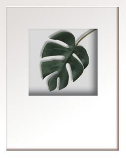 《リーフアート》Hana concept frame Monstera deliciosa(モンステラ デリシオサ)